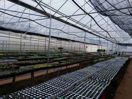 温室大棚种植蔬菜