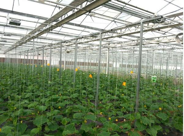 昆明蔬菜温室大棚建设需考虑的基本条件
